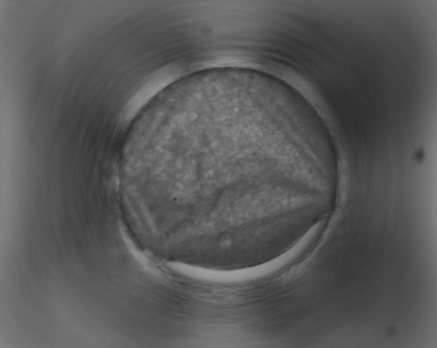 X0000116591241200912312029