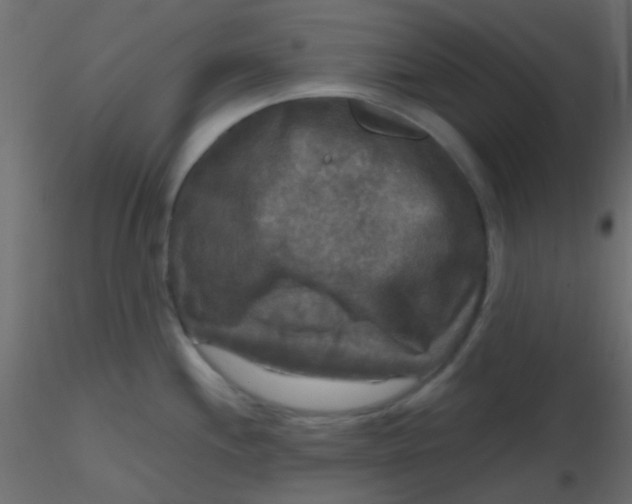 X0000116591244200912312029