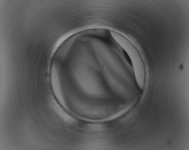 X0000116591246200912312029