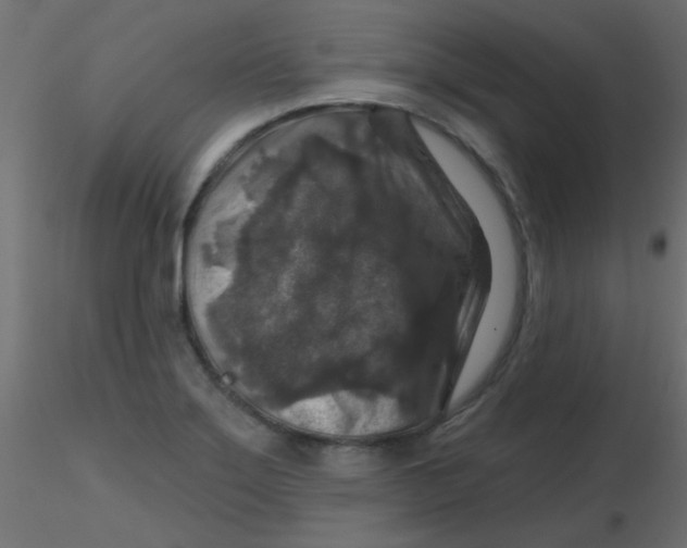 X0000116591275200912312028