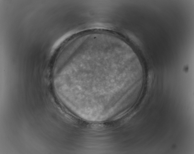 X0000116591310200912312028