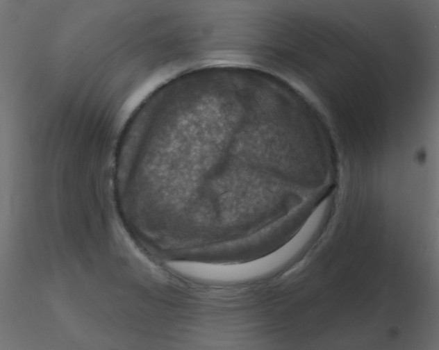 X0000116591325200912312028