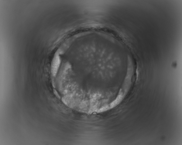 X0000116591397200912312026