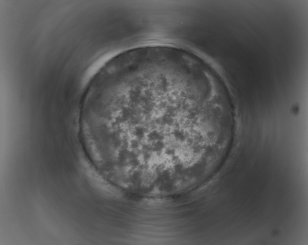 X0000116591415200912312026