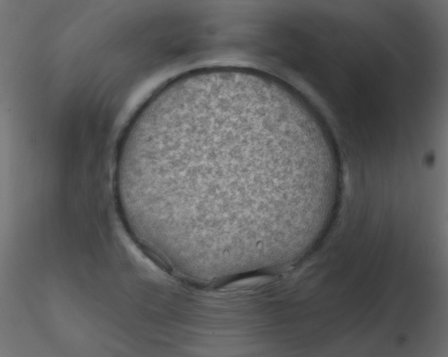 X0000116591416200912312026