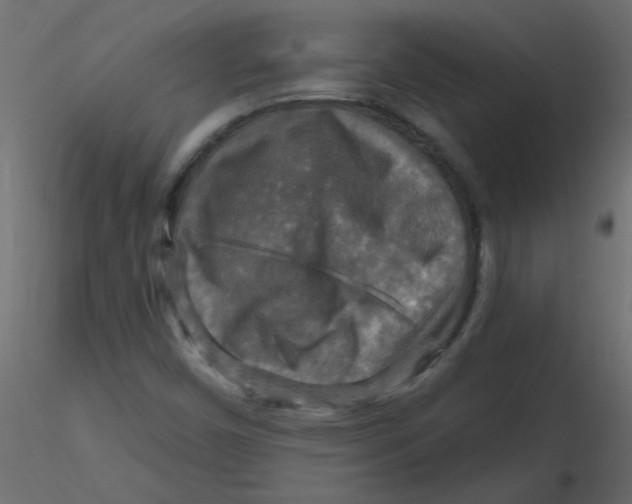 X0000116591450200912312026