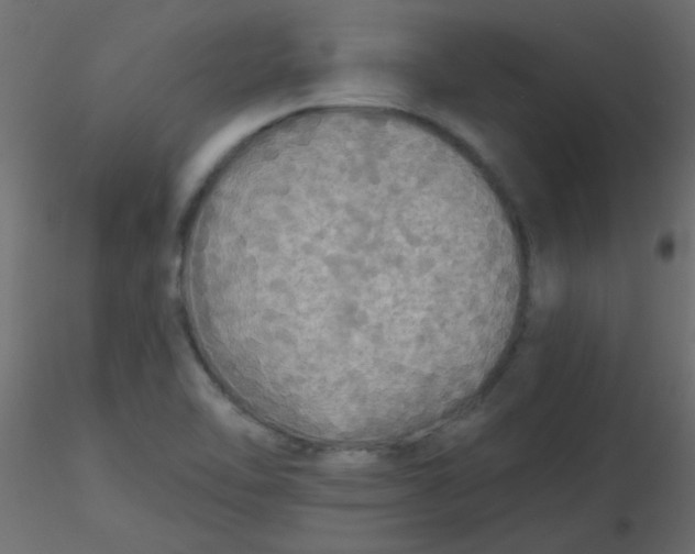 X0000116591462200912312026