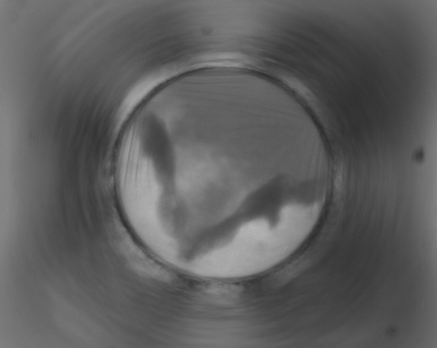 X0000116591466200912312026