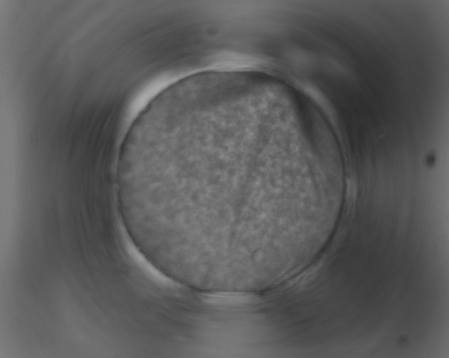 X0000116591487200912312025