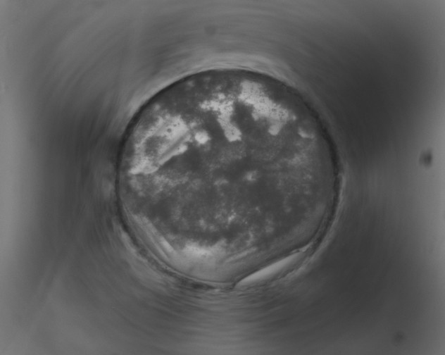 X0000116591505200912312025