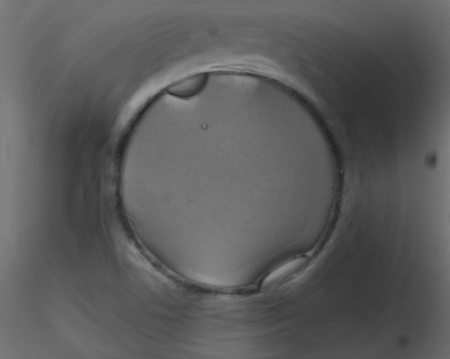 X0000116591506200912312025