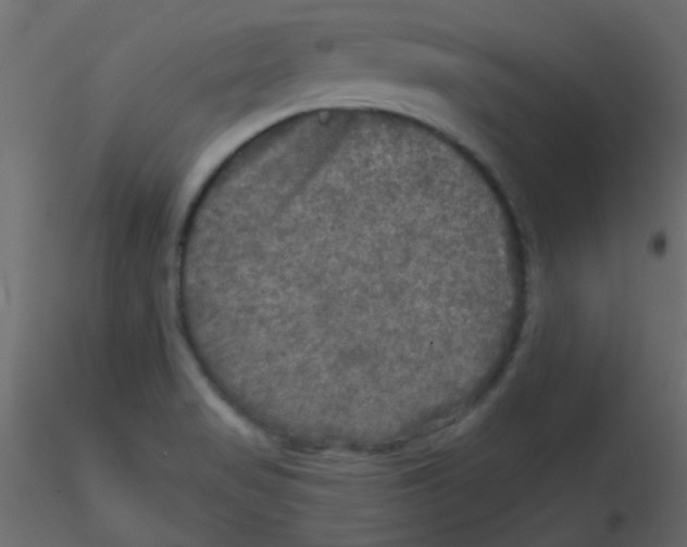 X0000116591517200912312025