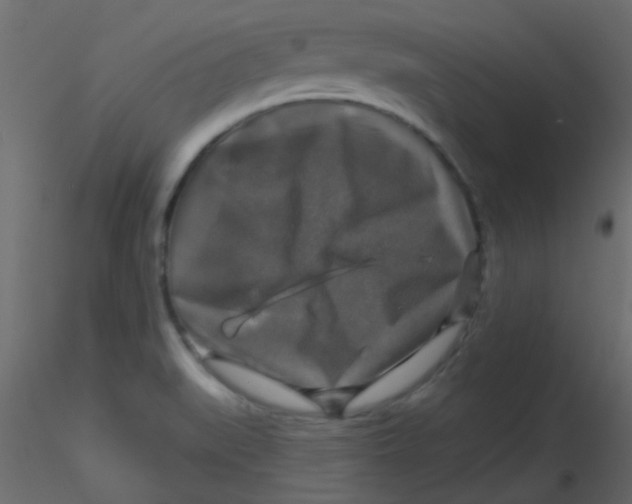 X0000116591519200912312025