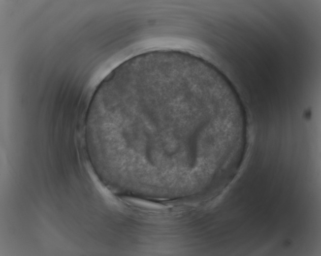 X0000116591521200912312025