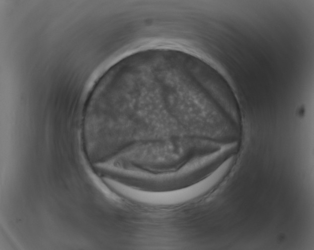 X0000116591525200912312025