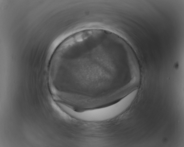 X0000116591527200912312025