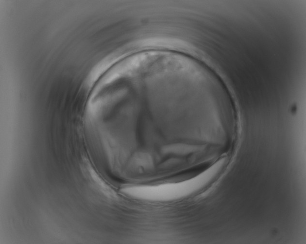 X0000116591529200912312025