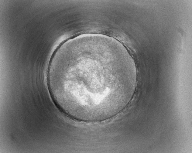 X0000116590003201001071243