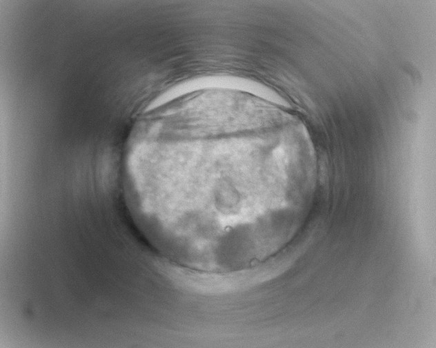 X0000116590030201001071242