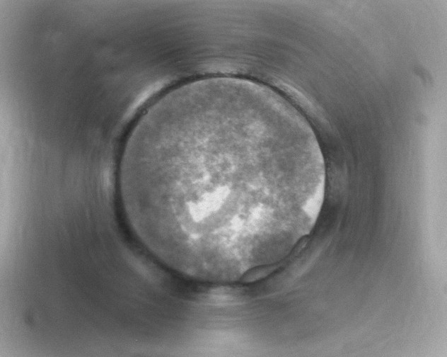 X0000116590064201001071242