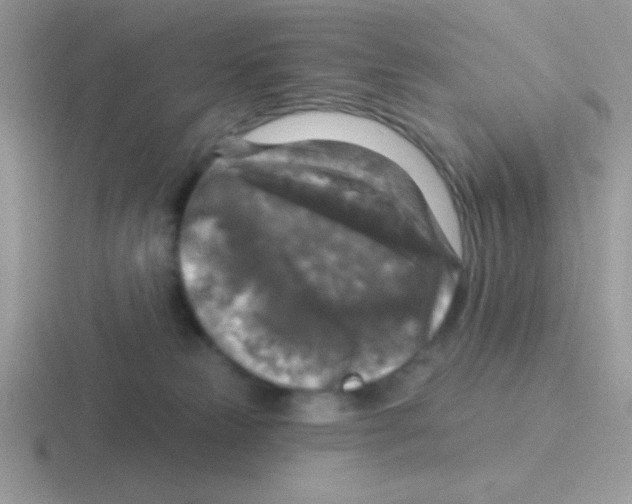 X0000116590181201001071241