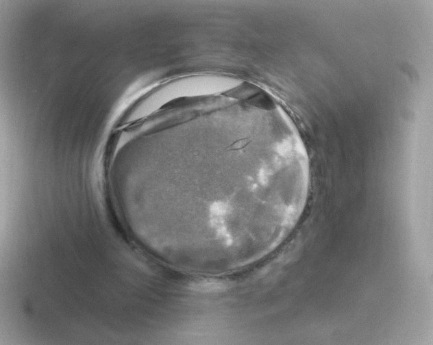 X0000116590198201001071240