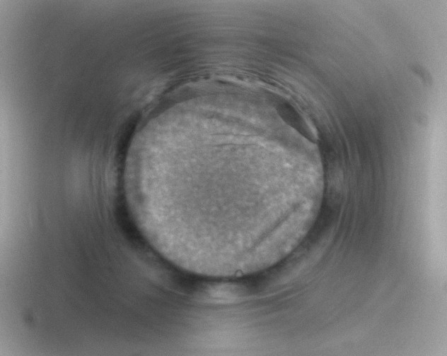 X0000116590268201001071239