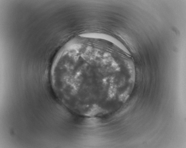 X0000116590269201001071239