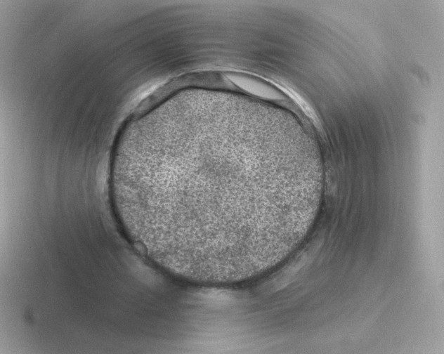 X0000116590437201001071237