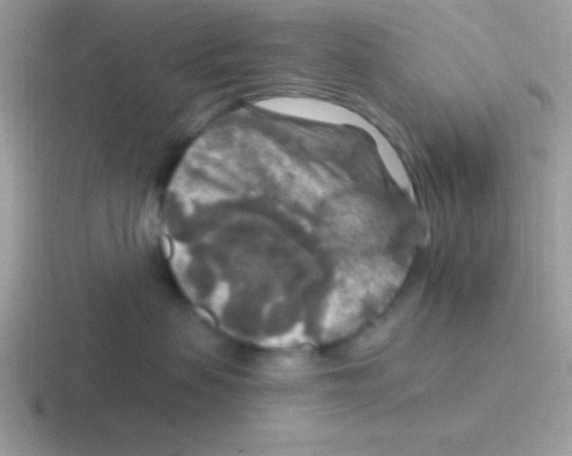 X0000116590479201001071237