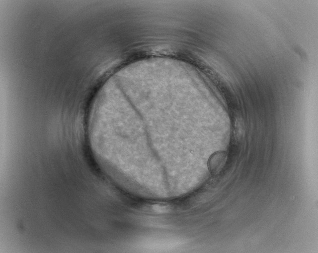 X0000116590506201001071236