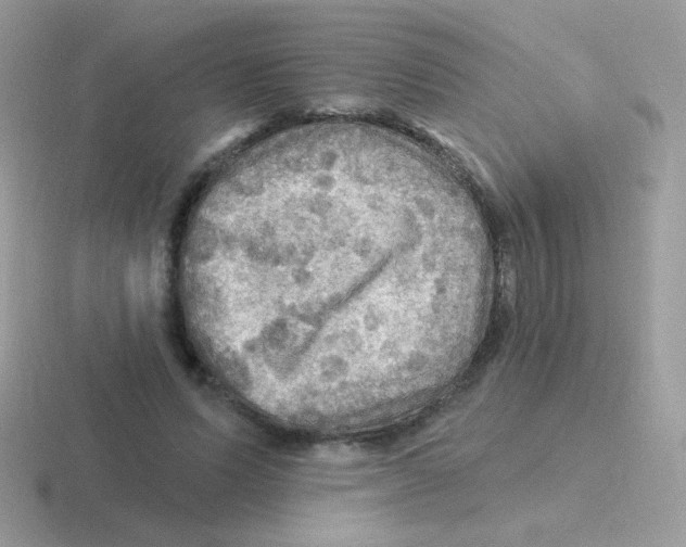 X0000116590591201001071235