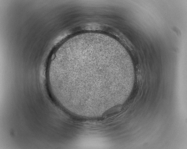 X0000116590727201001071233