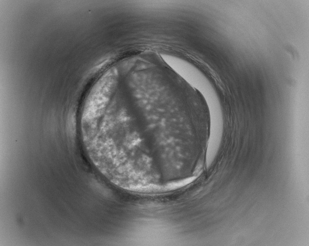 X0000116590729201001071233