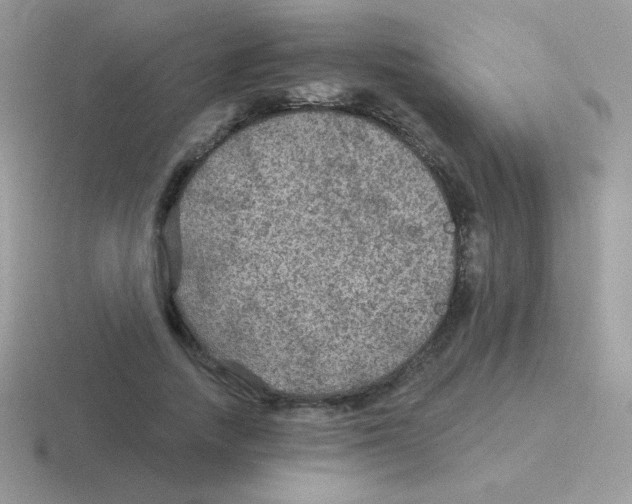 X0000116590738201001071233