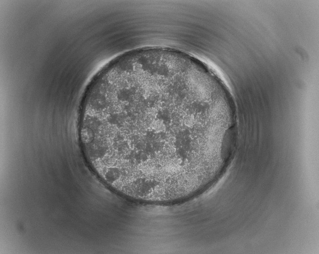 X0000116590783201001071233