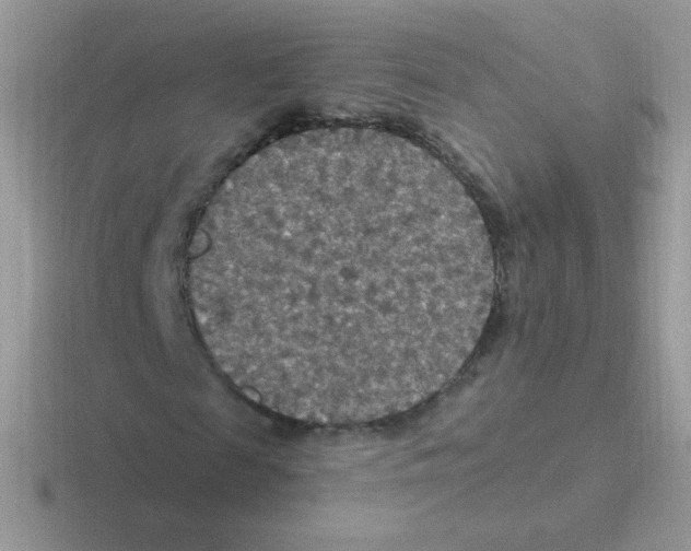 X0000116590817201001071232