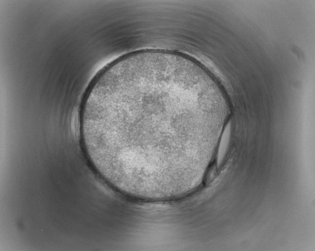 X0000116590838201001071232