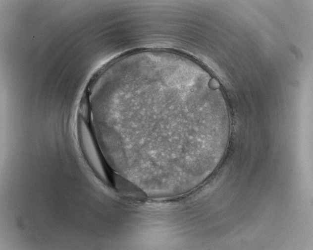 X0000116590840201001071232