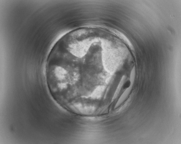 X0000116590855201001071232