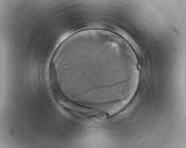 X0000116590858201001071232