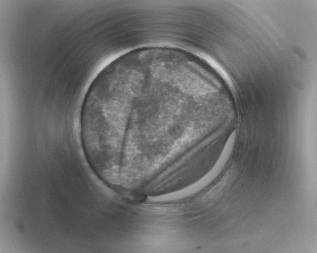 X0000116590951201001071231