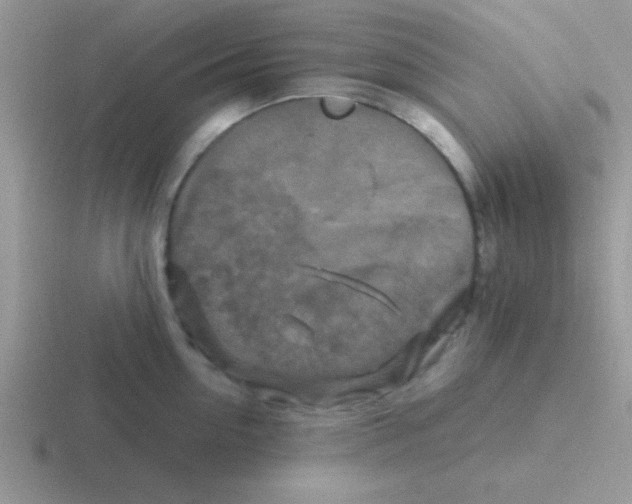 X0000116590954201001071231