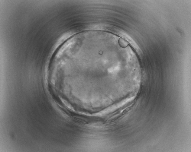 X0000116590994201001071230