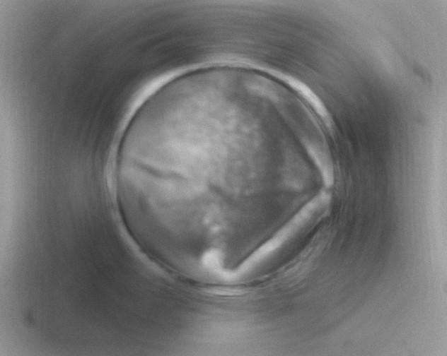 X0000116591295201001071226