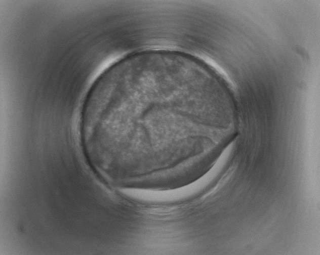 X0000116591325201001071226