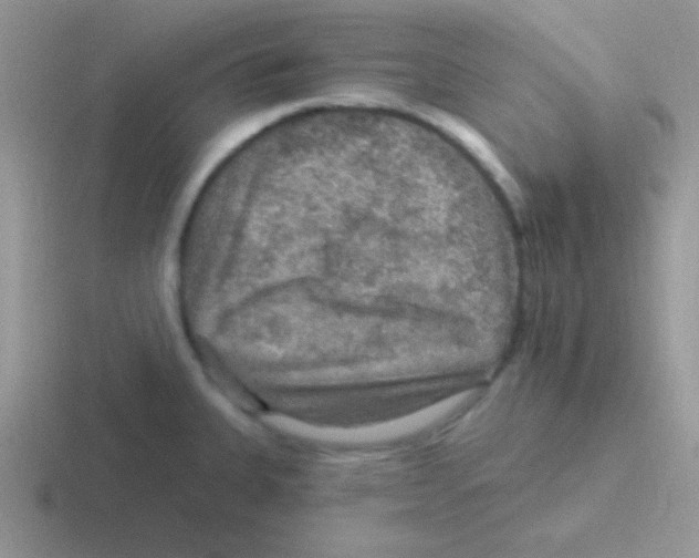 X0000116591335201001071226