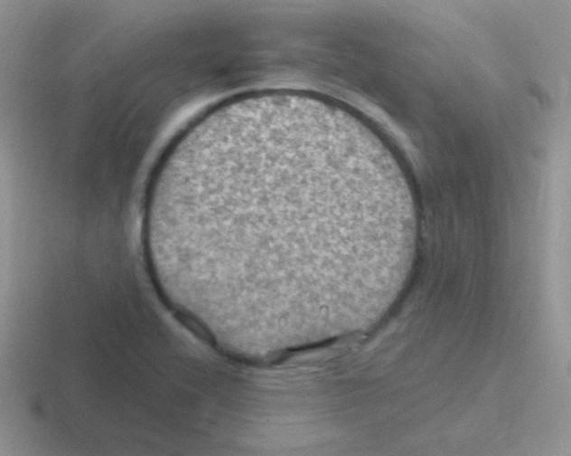 X0000116591416201001071225