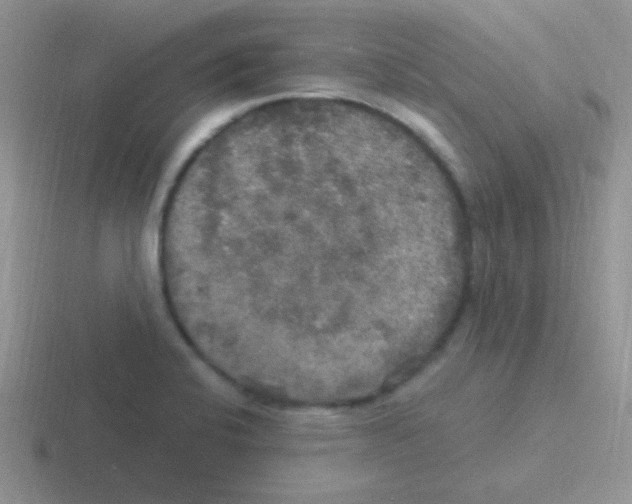 X0000116591424201001071225