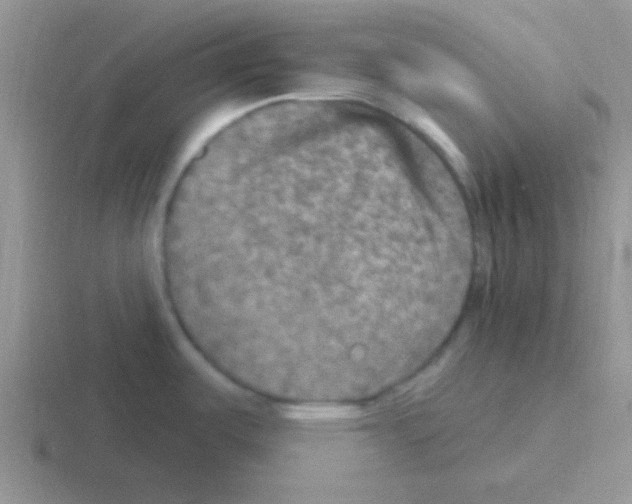 X0000116591487201001071224